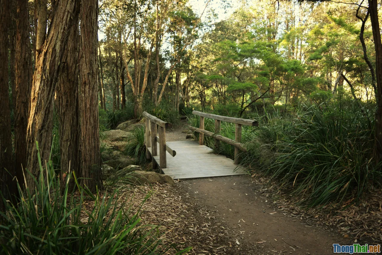 serene park, mindful space, nature path