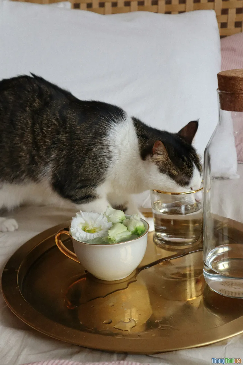 sheba, cat food, gourmet, luxury can