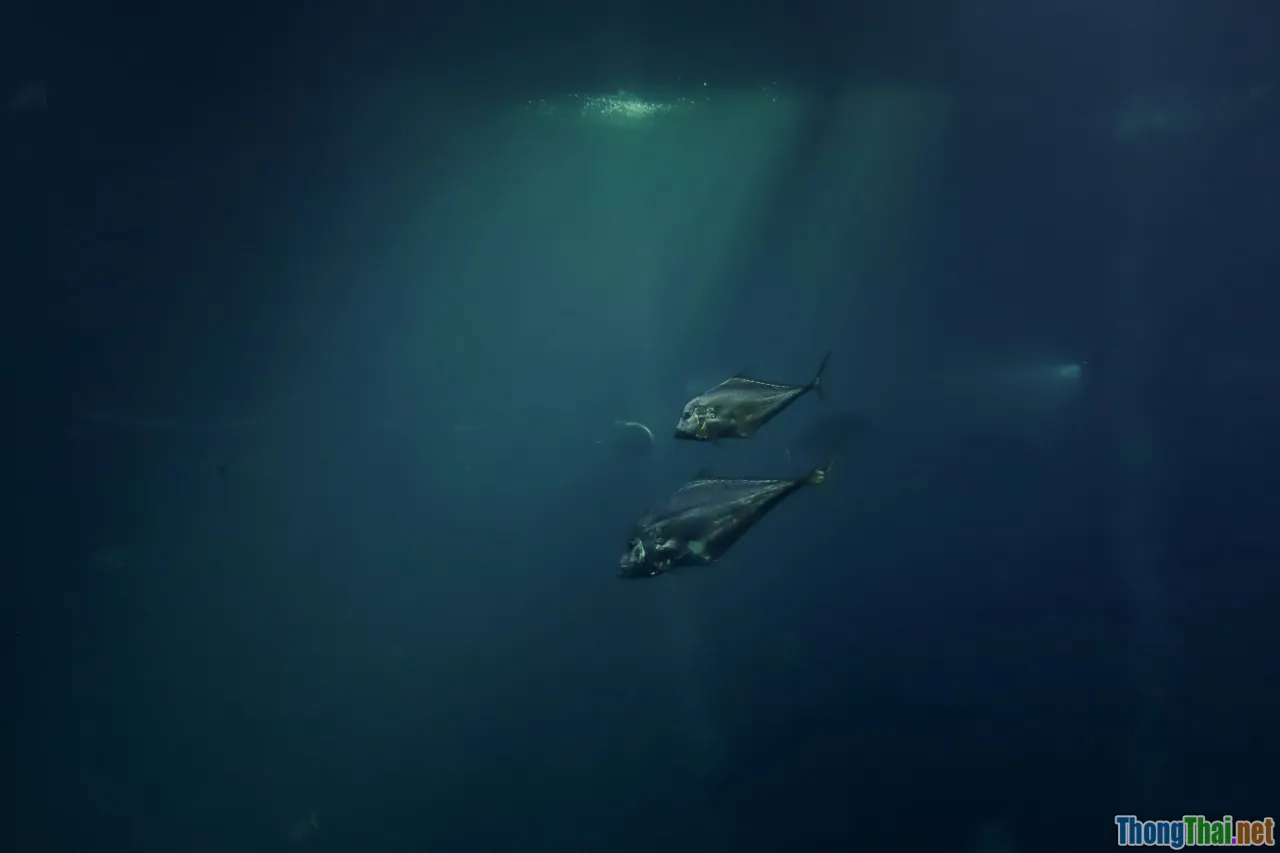 short form, deep dive, comparison