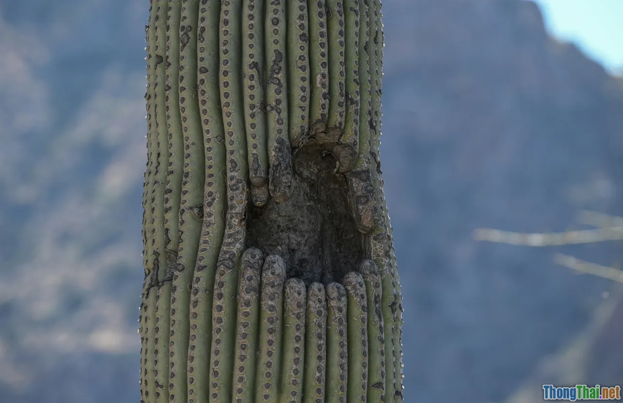 sick cactus, cactus rot, pest on cactus