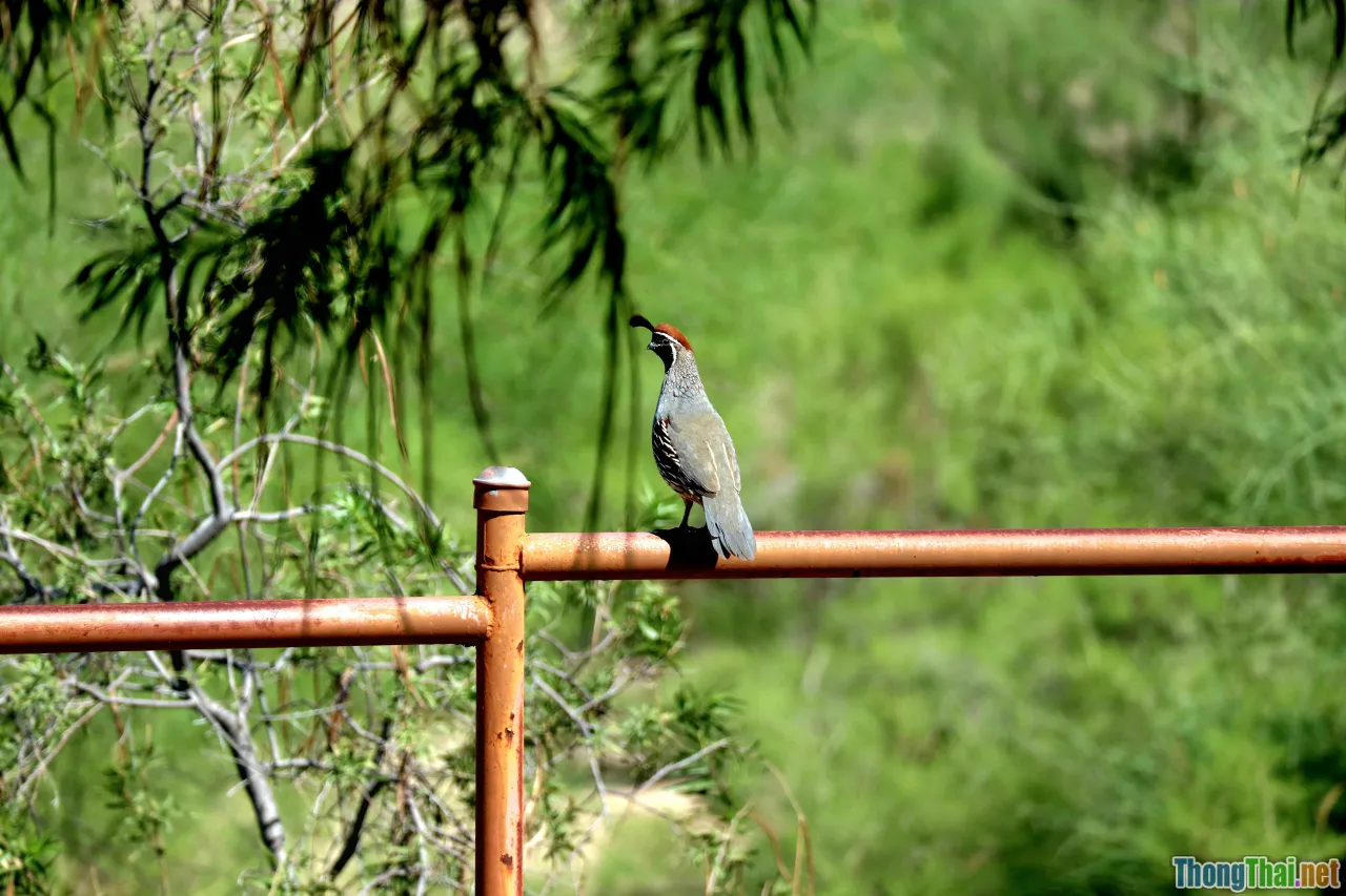 skylark, singing bird, grass and cage