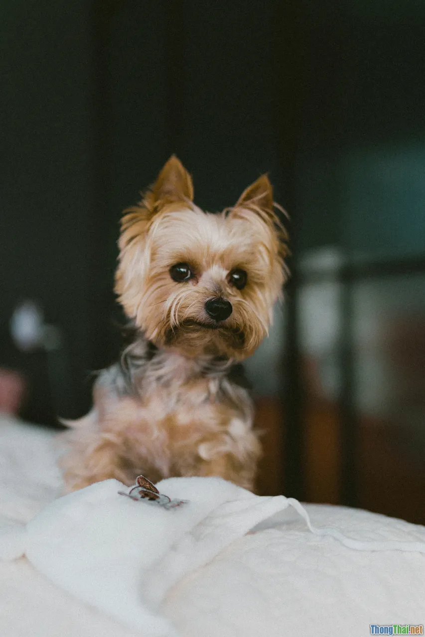 small dog, cute, apartment