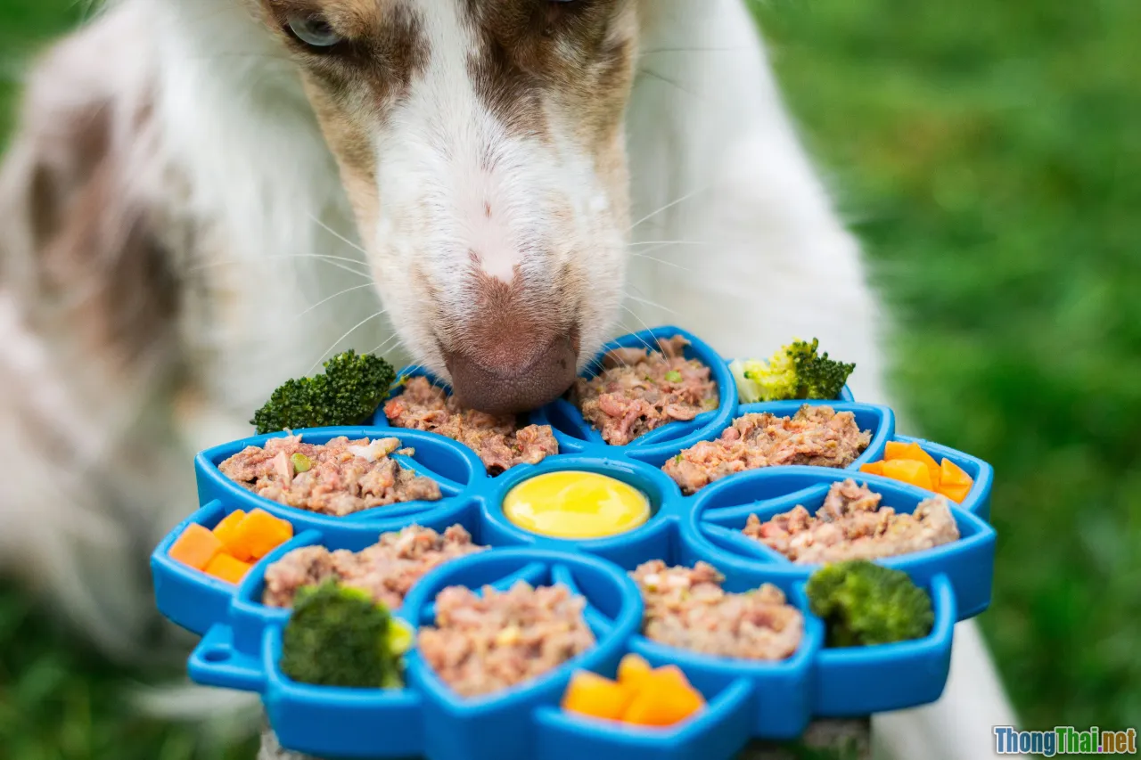 smart feeder, pet food puzzle, slow feeding