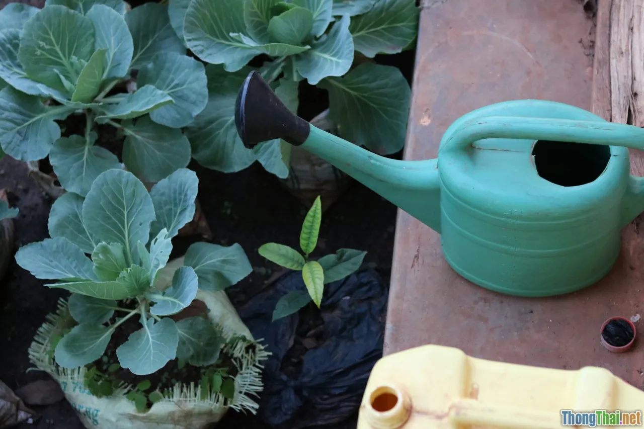 smart plant pot, plant care app, watering reminder