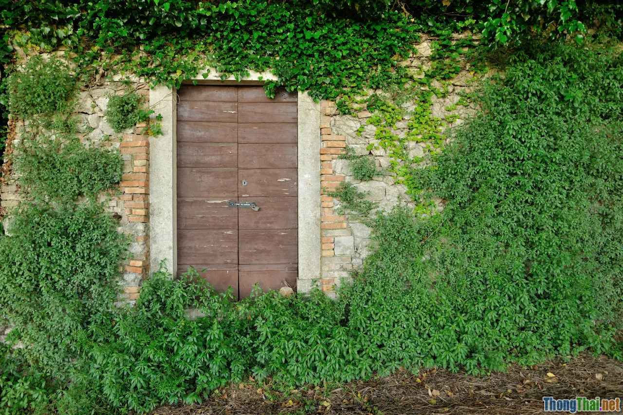 software developer, hidden door, security hole