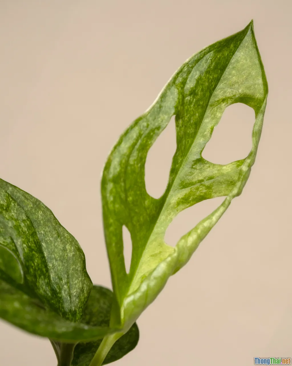 spinach, leafy greens, hair growth
