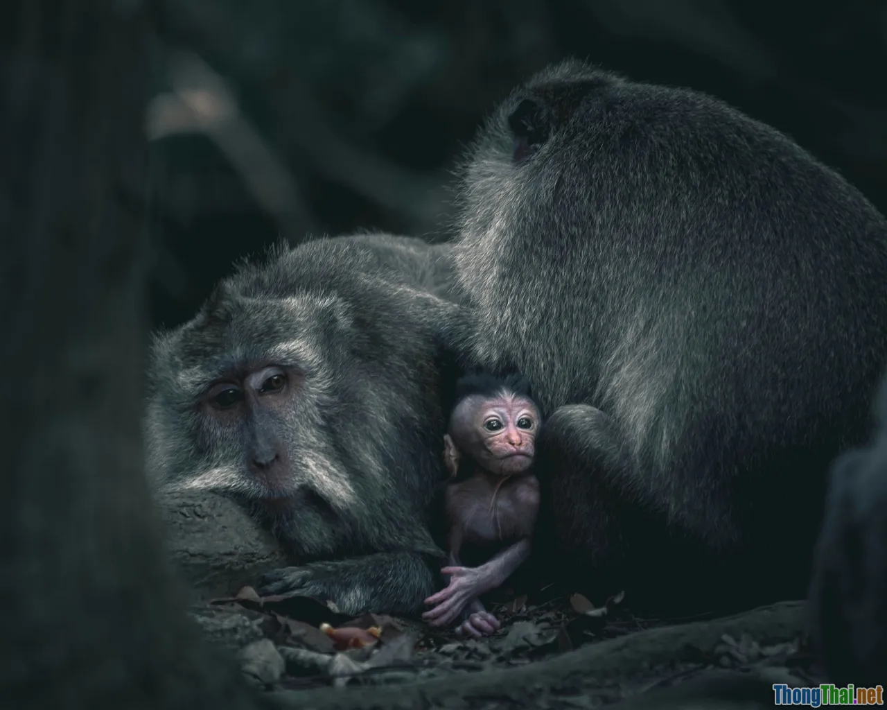 storytelling, wildlife narration