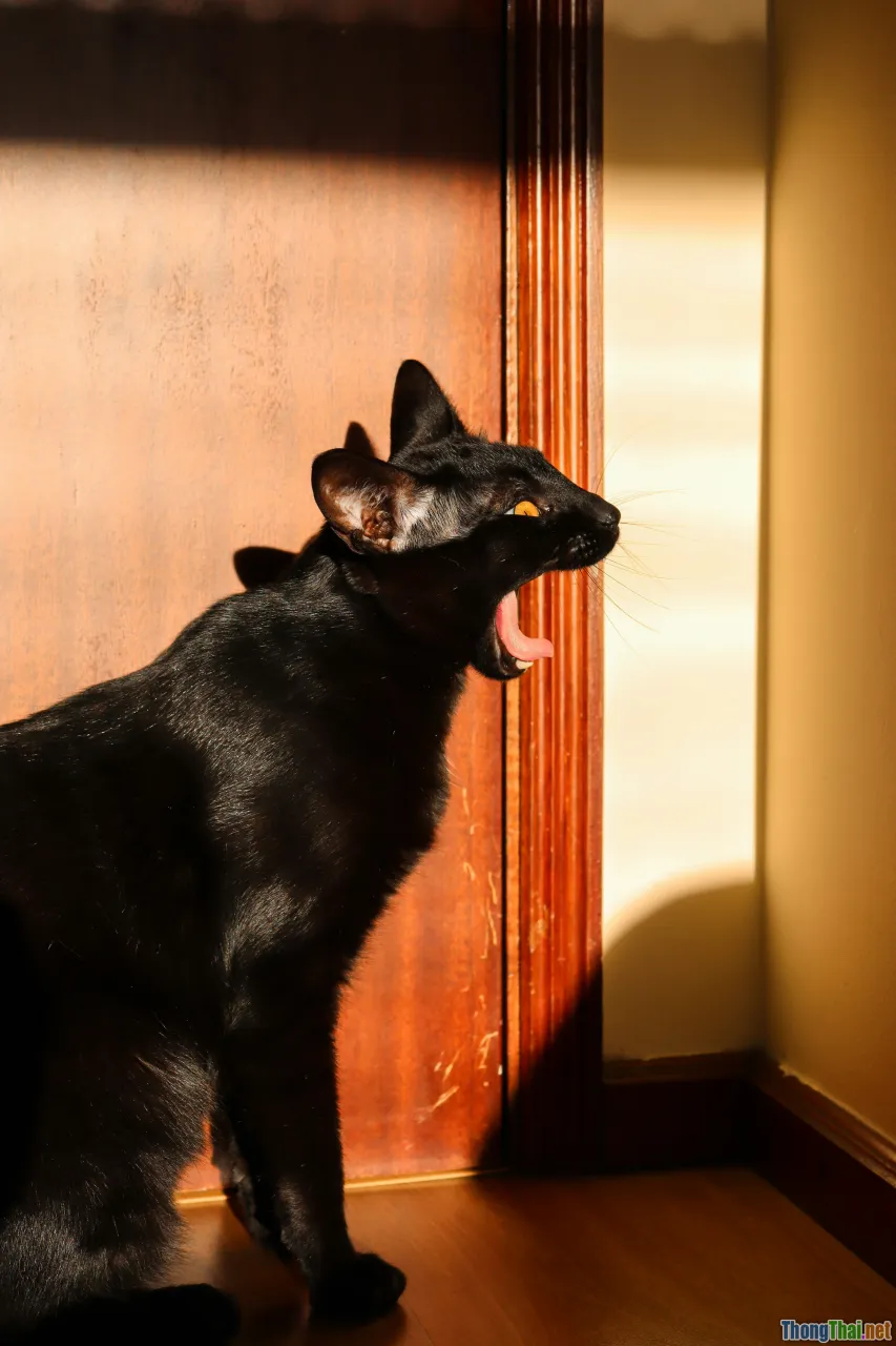 stressed dog, bored cat, pet behavior warning