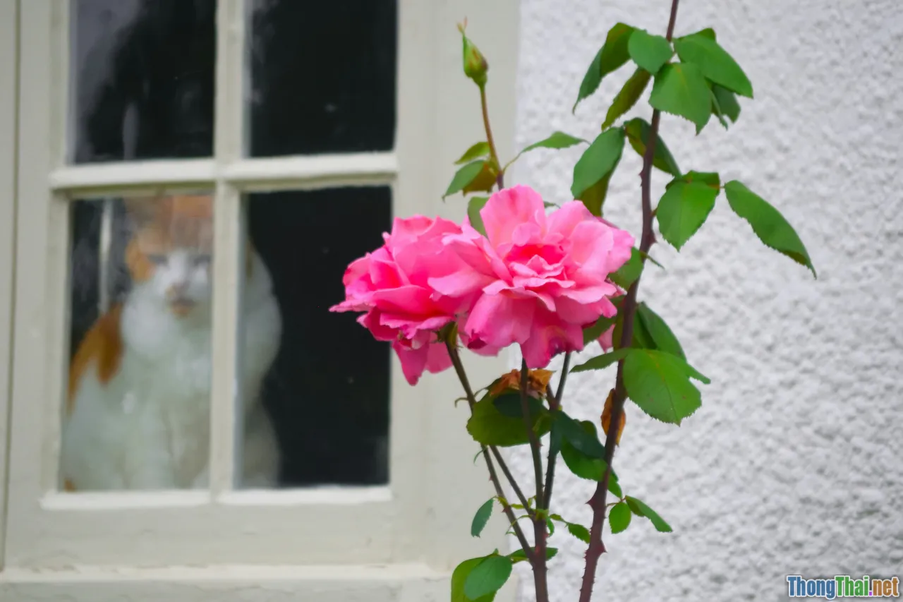 succulent, pink stone rose, safe plant, window garden