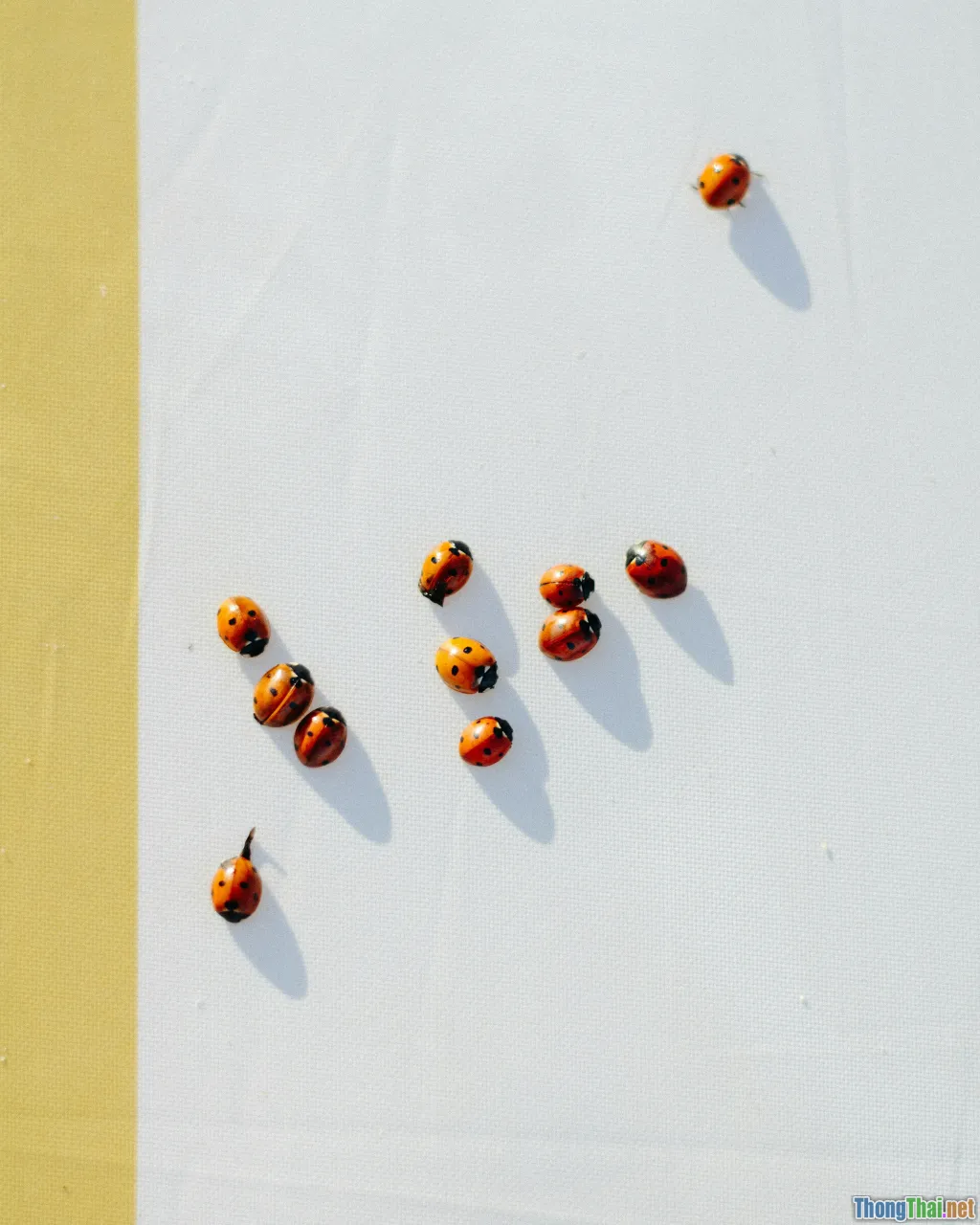 sun drying, dehydrated food, dried fruits