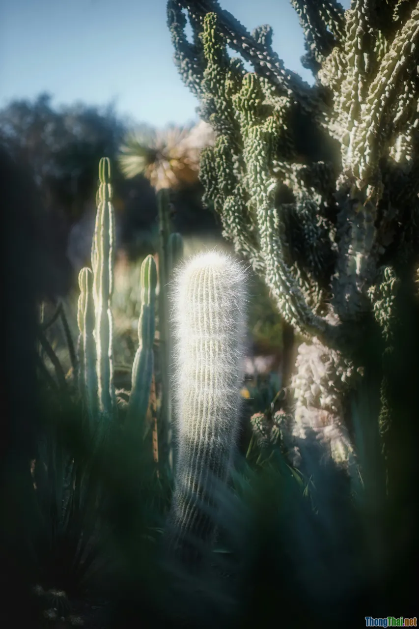 sunlight plants, cactus sunlight, light exposure