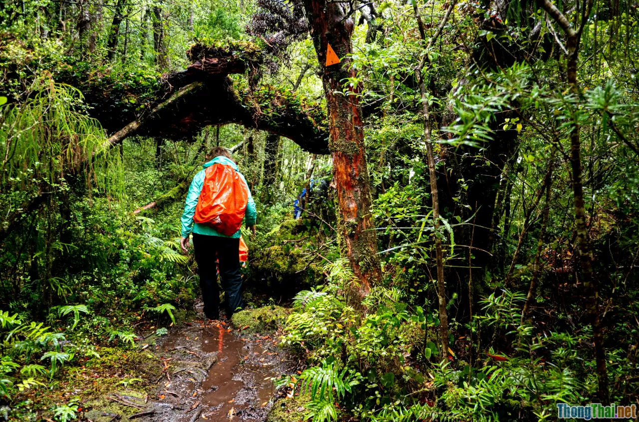 sustainability, rain ethics, safe hiking, forest path