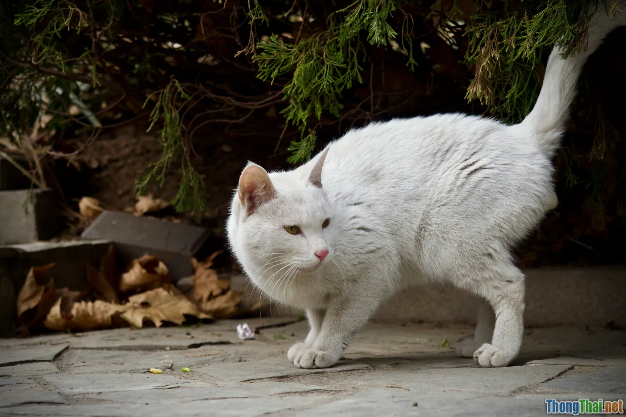 thin pet, weight loss dog cat, sick animal