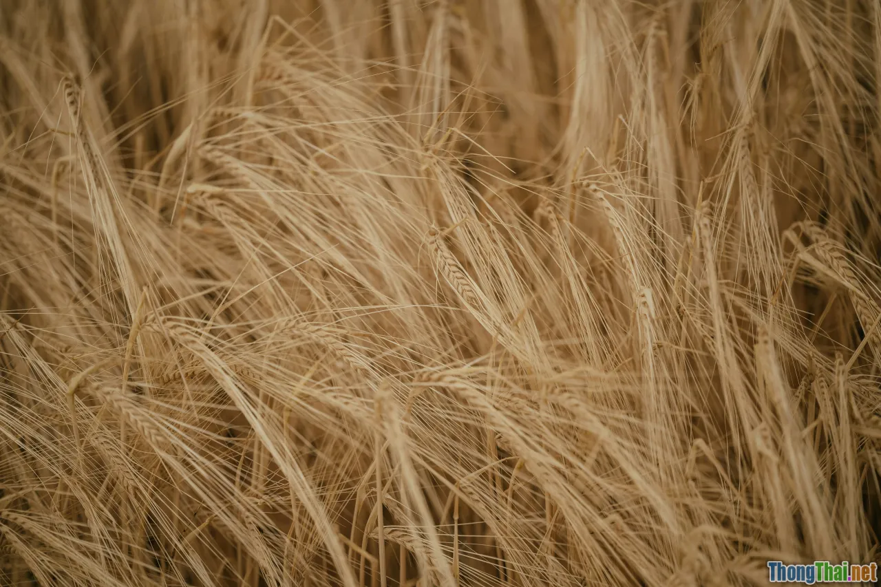 thinning hair, sparse hair, slow growth, scalp closeup