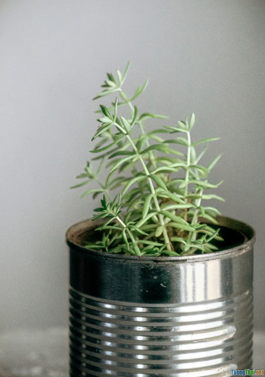 tin can, recycled planter, DIY, indoor plants