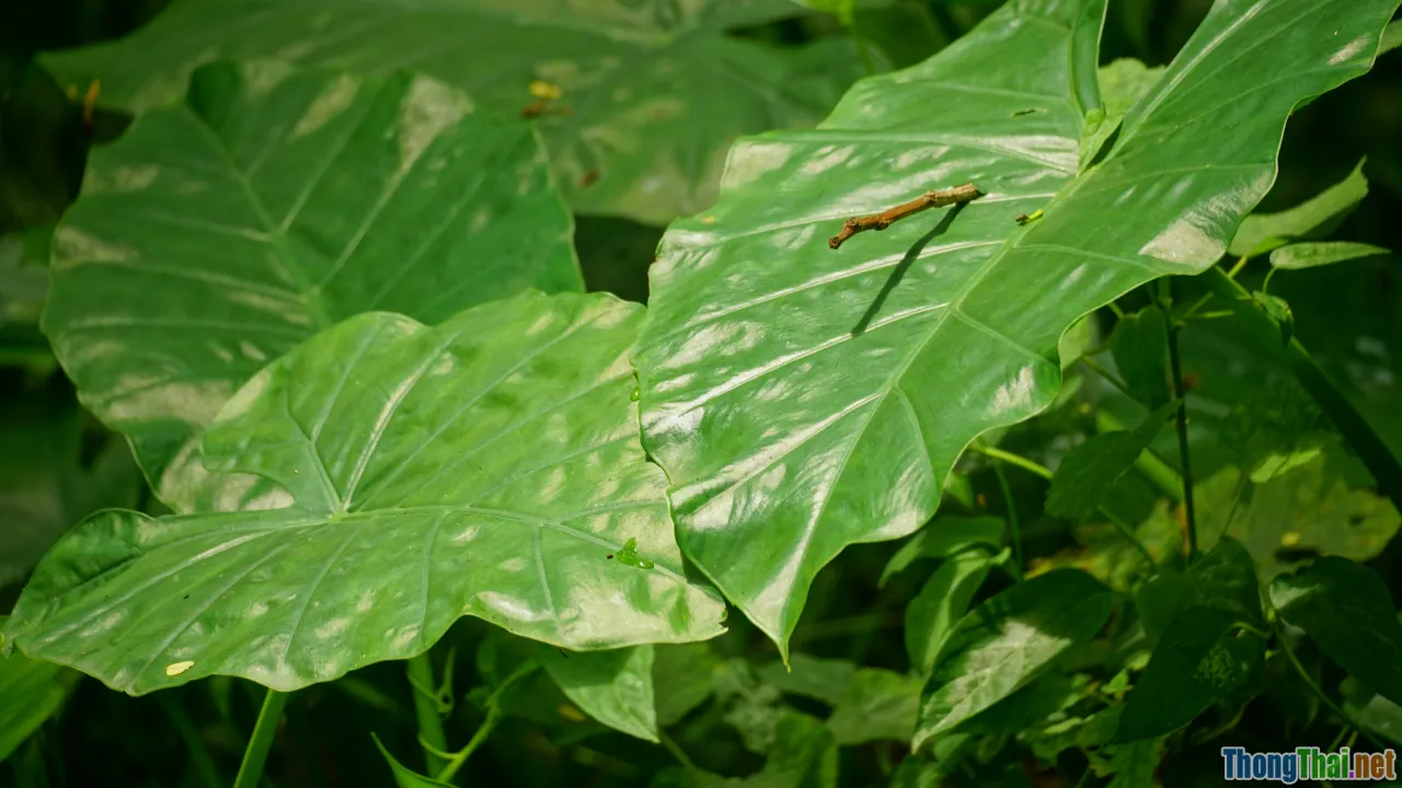 tropical climate, Vietnam, humidity, insects