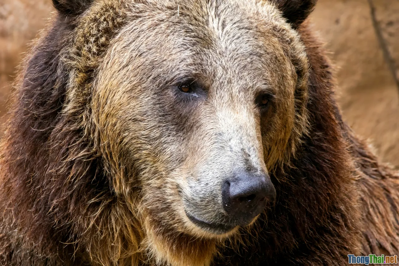 trusted charity, visitor bear center, ethical travel