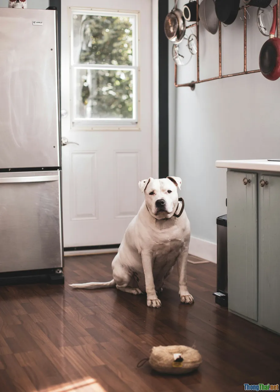 vet advice, checklist, dog food preparation