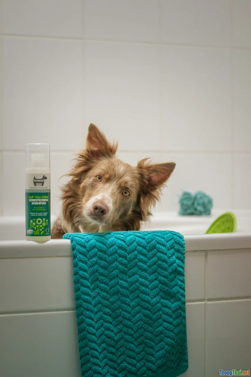 wet poodle, dog shampoo, bath routine