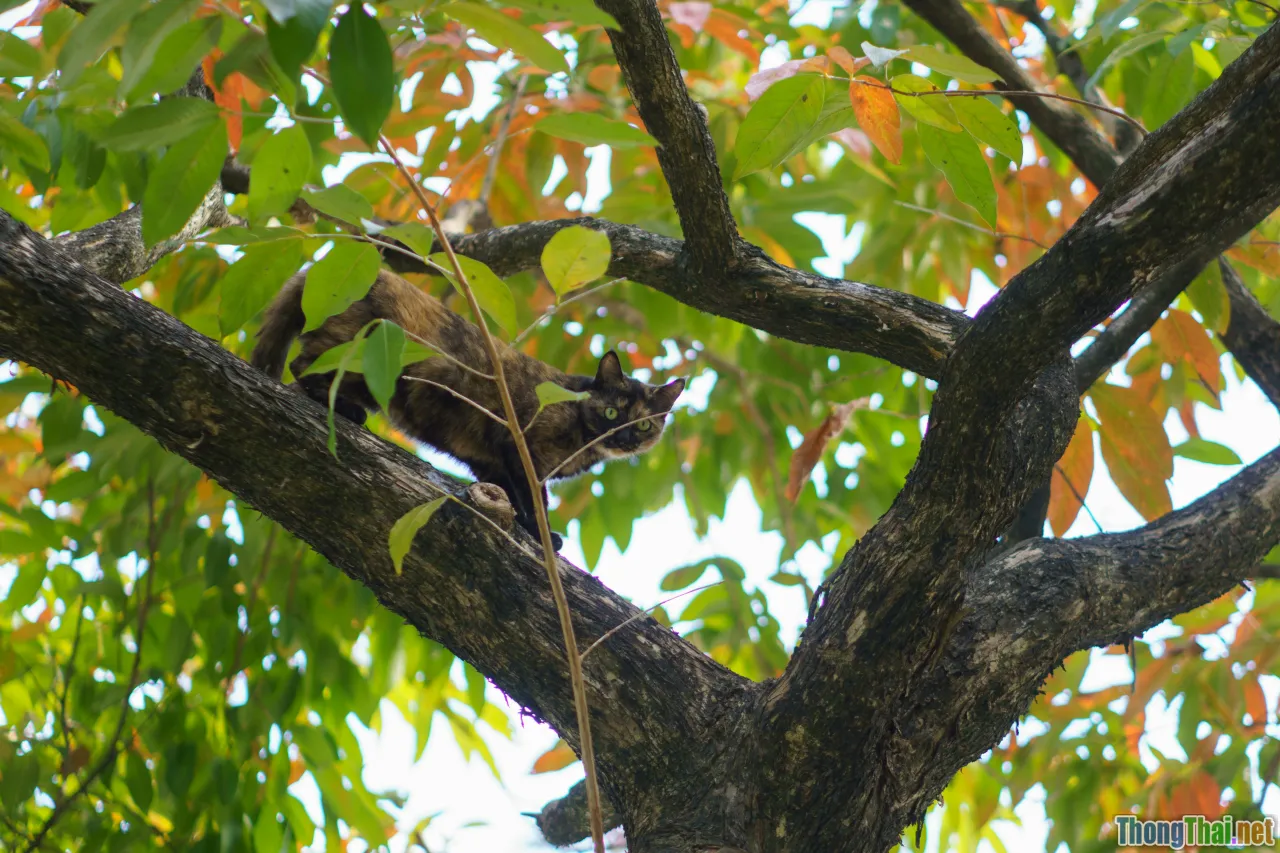 wildlife, birds, gibbons, Cat Tien animals