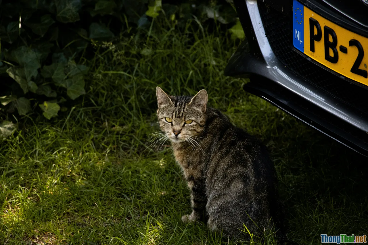 wildlife crime, patrol, citizen reporting