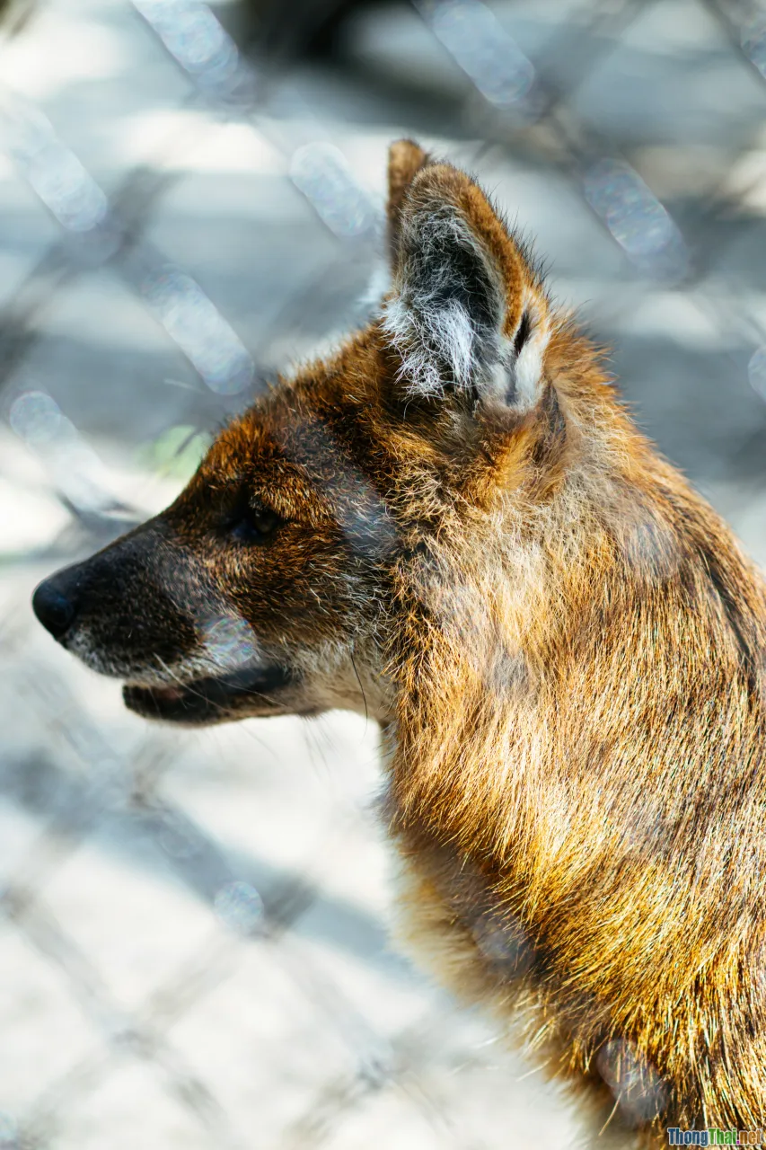 wildlife law, animal protection, policy change