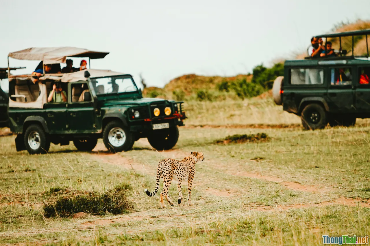 wildlife watching tips, safari trek