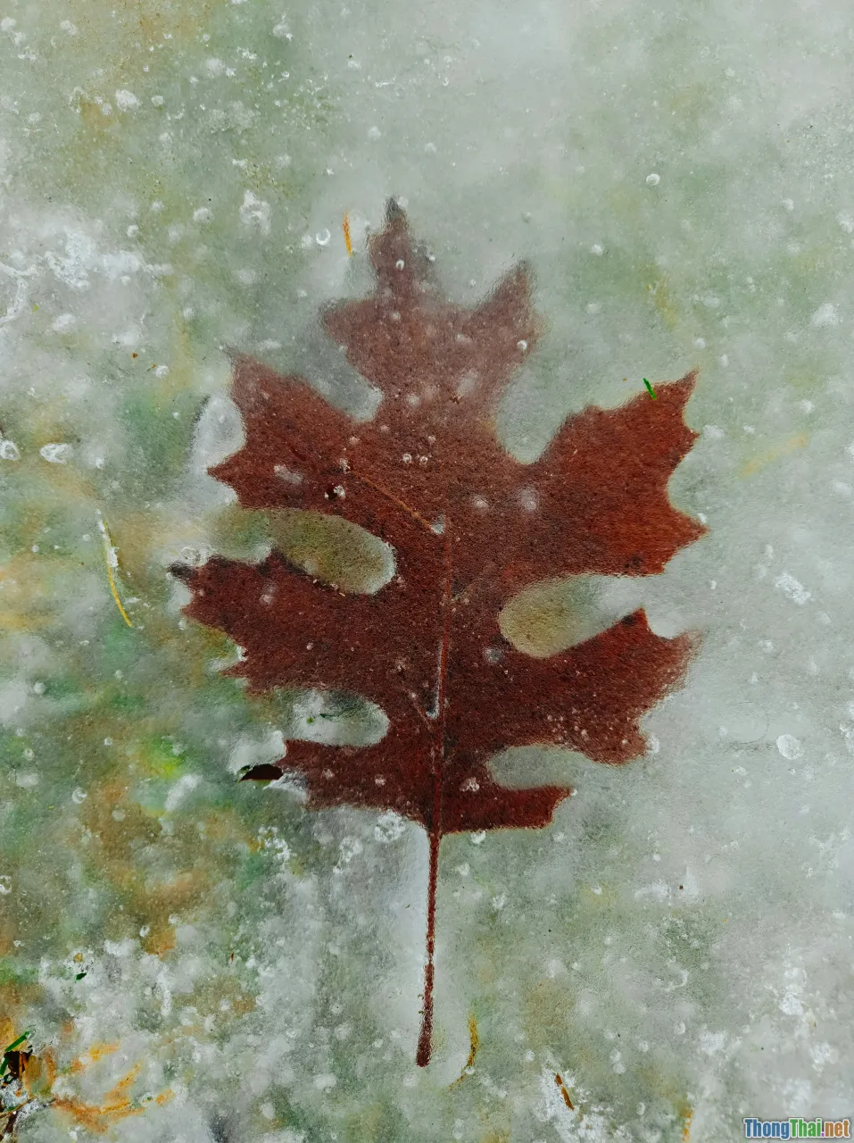 winter festival, maple leaf, local life canada