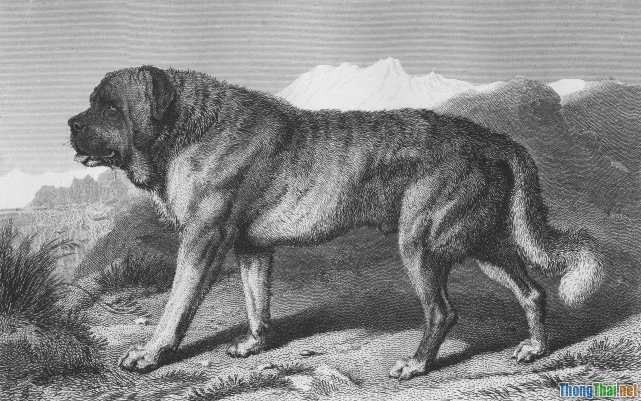 wolf ancestor, wild cat, evolution