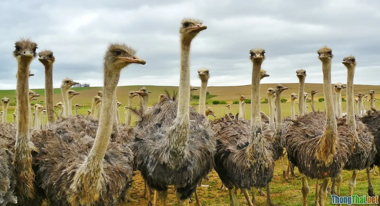 africa stereotypes, travel quotes