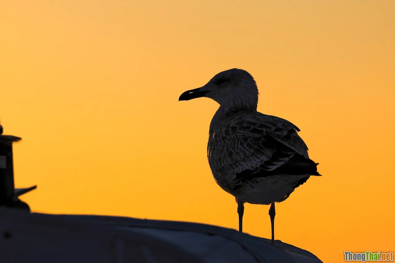 african sunset, wildlife silhouette
