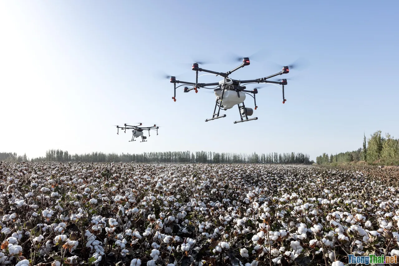 agriculture technology, plant disease, drone field