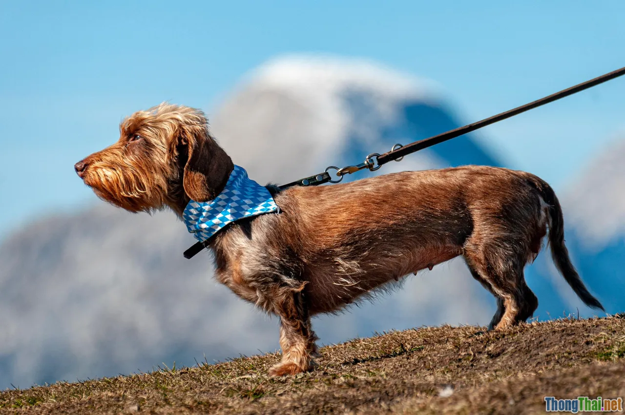 apartment law, pet rules, dog leash