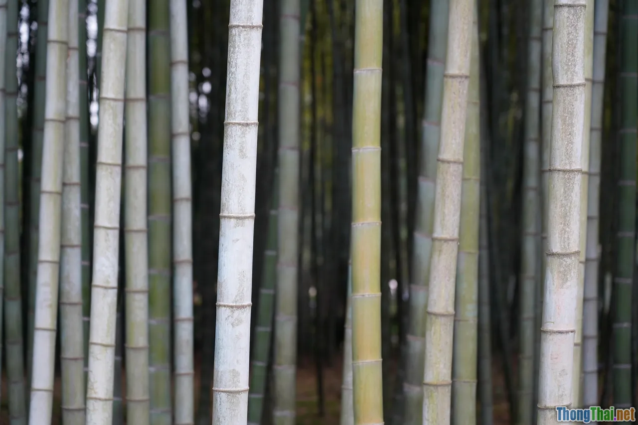 bamboo forest, crouching tiger, wuxia duel, Zhang Ziyi
