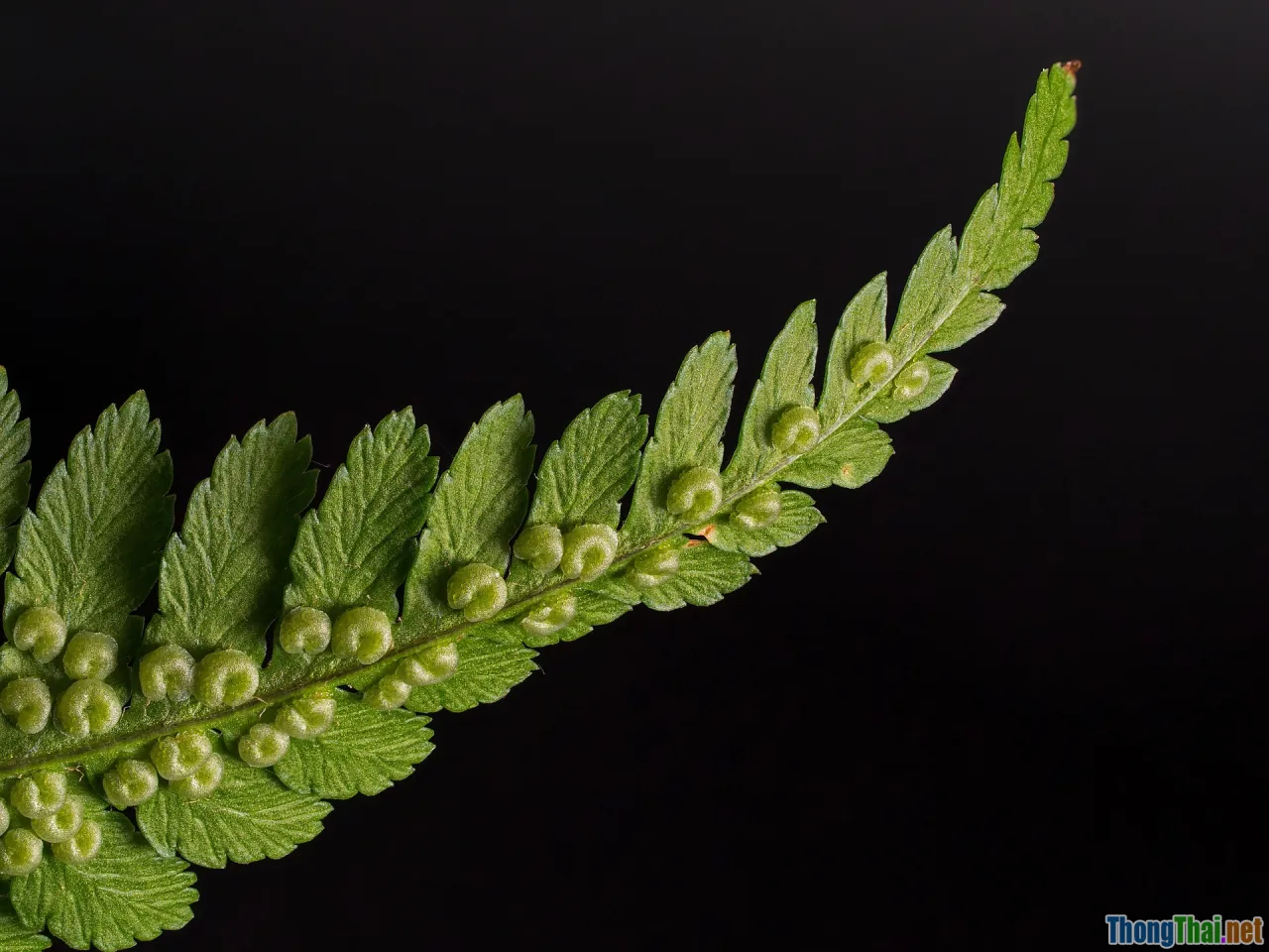 boston fern, cozy interior, dog friendly, bathroom plant