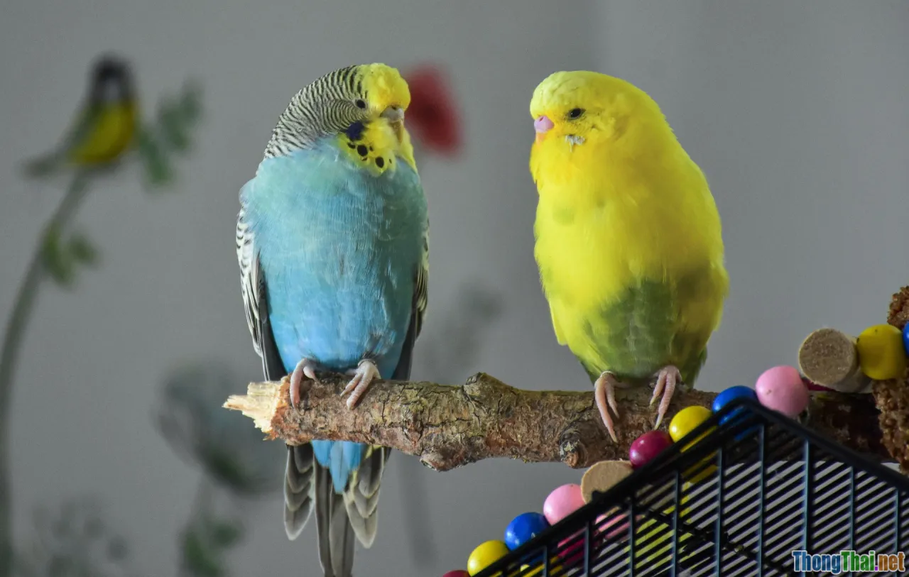 budgie, color parakeet, cage pet