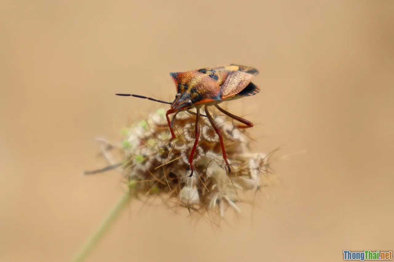 bugs, exception handling, infinite loops