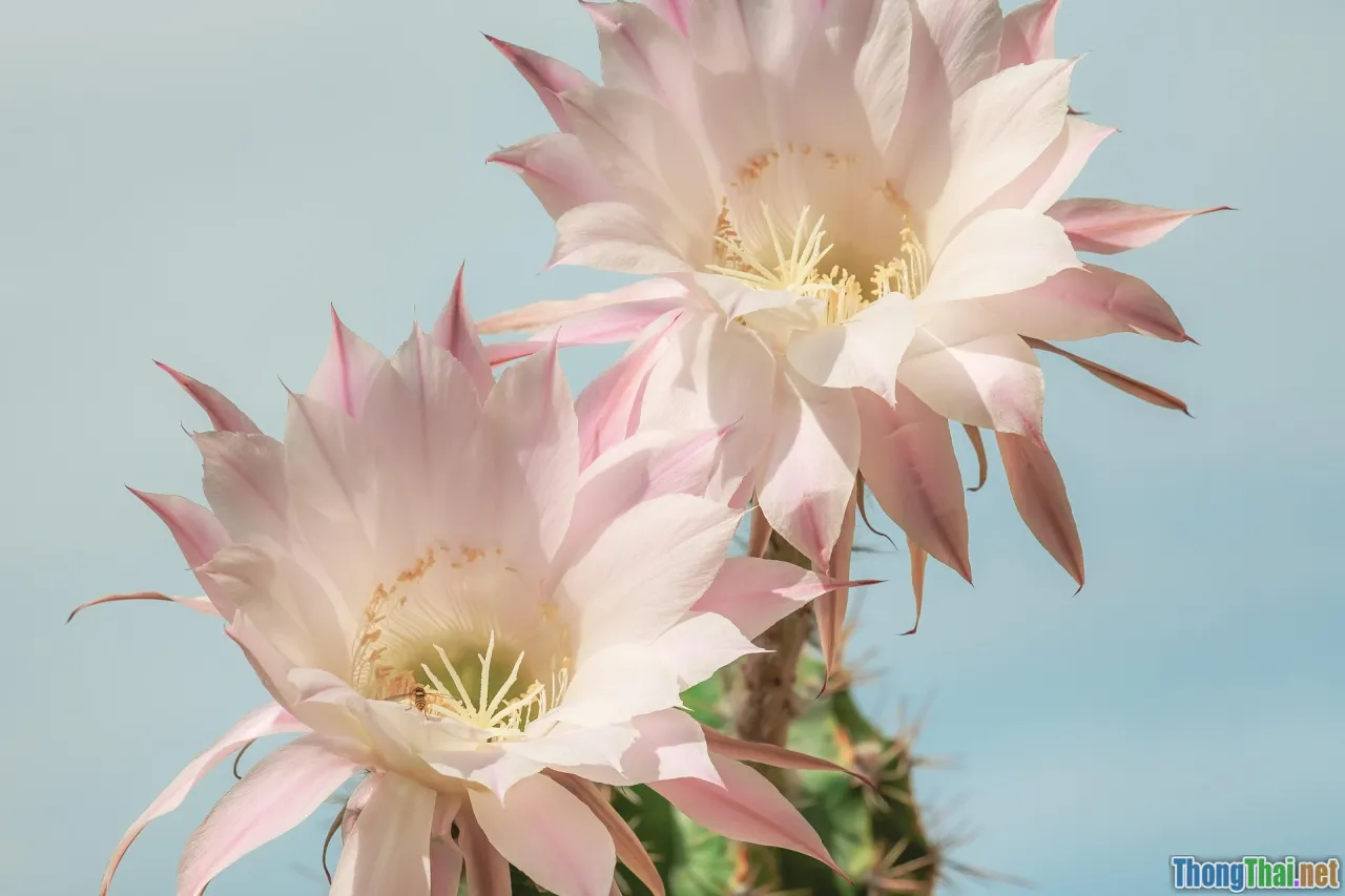 cactus flower, cactus not blooming, blooming season