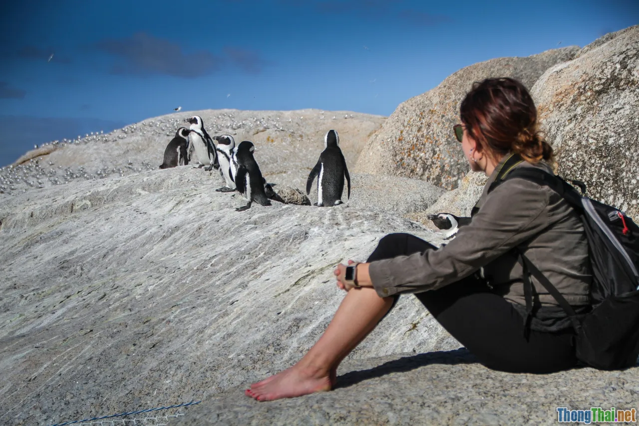 Lý Do Cape Town Nam Phi Hấp Dẫn Dân Phiêu Lưu