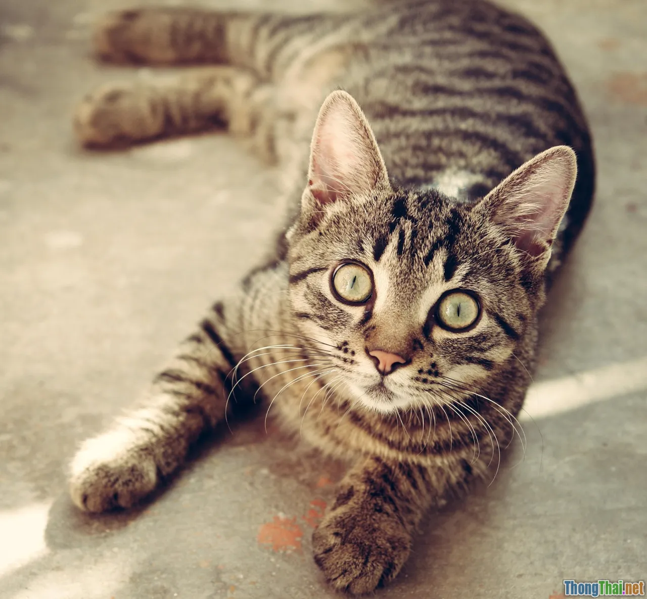 cat wall climbing, shelf maze, indoor cat playground