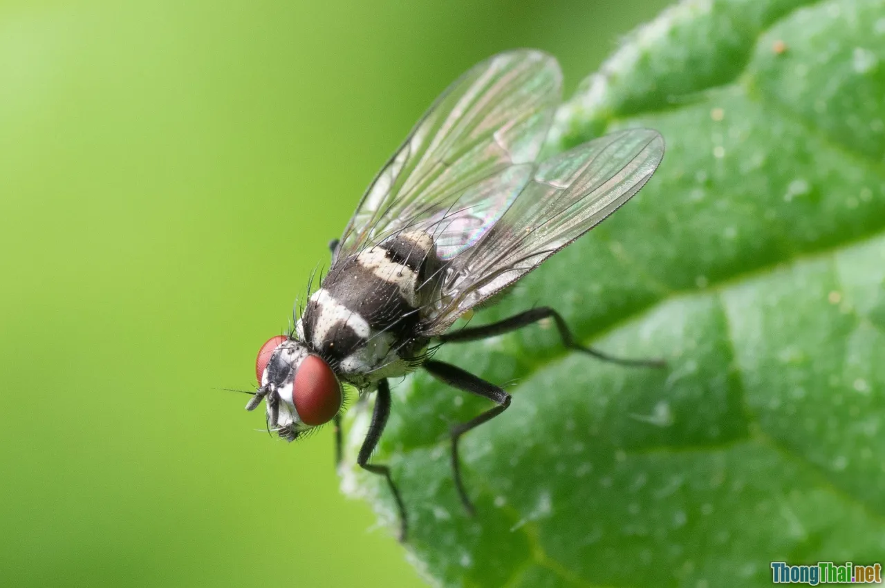 compound relative, both forms, advanced grammar