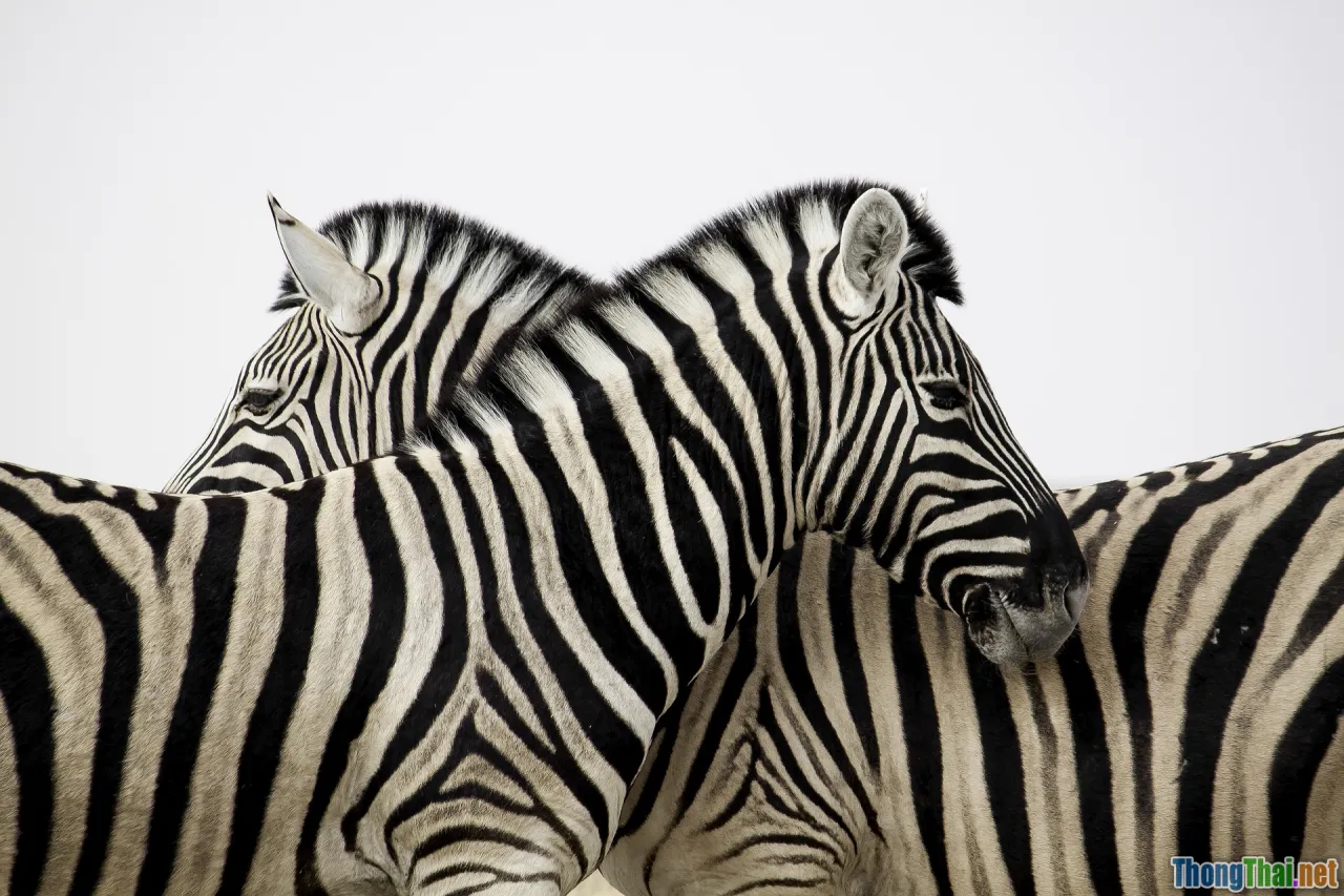 conservation, human nature connection