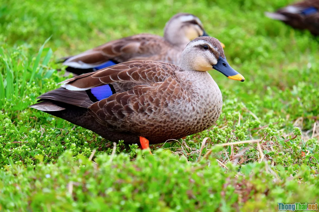 decentralization, peer to peer, nodes