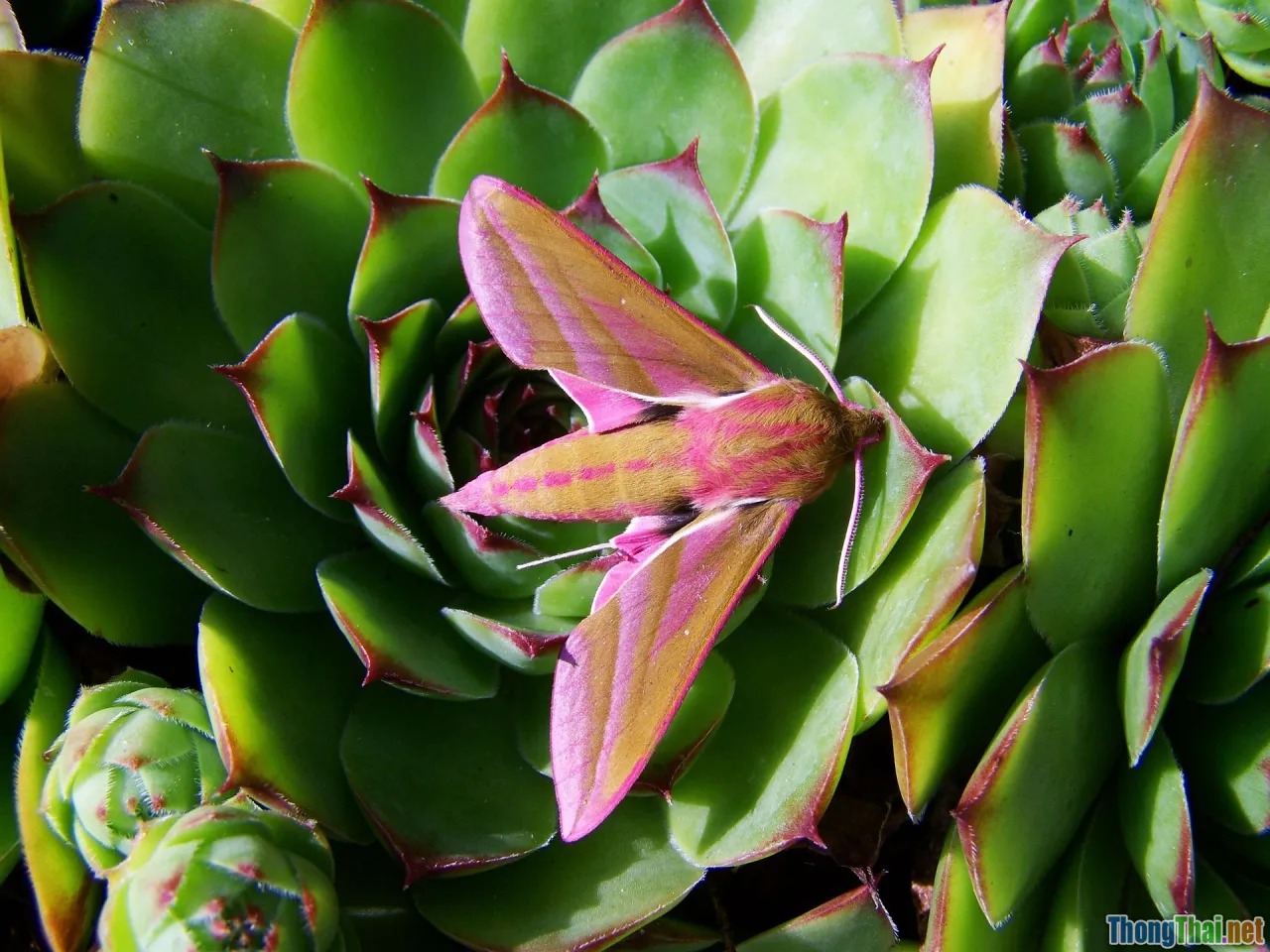 deliverability, inbox, sender reputation