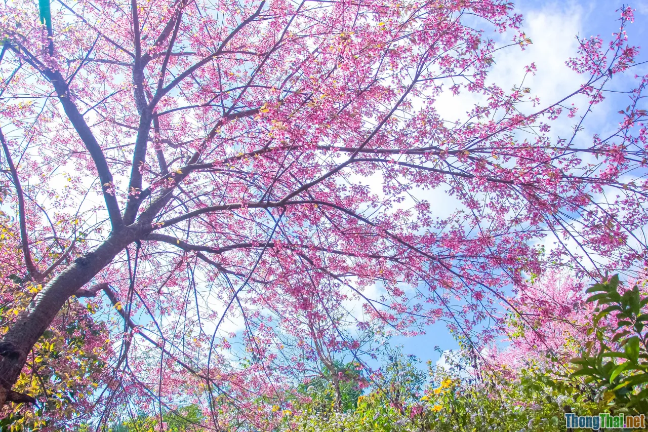 Dien Bien Phu, battle, trench, French army