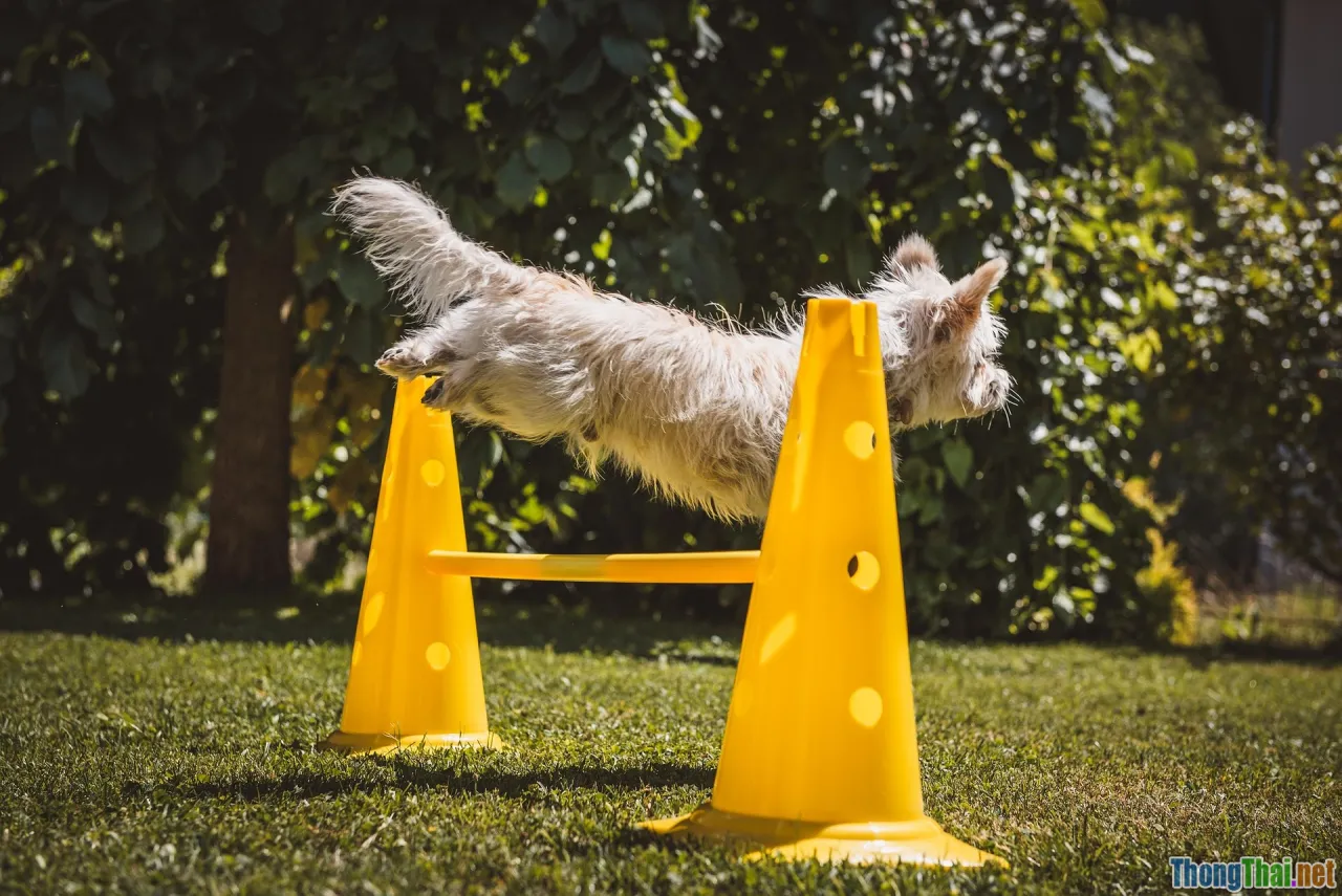 dog agility, obstacles, training