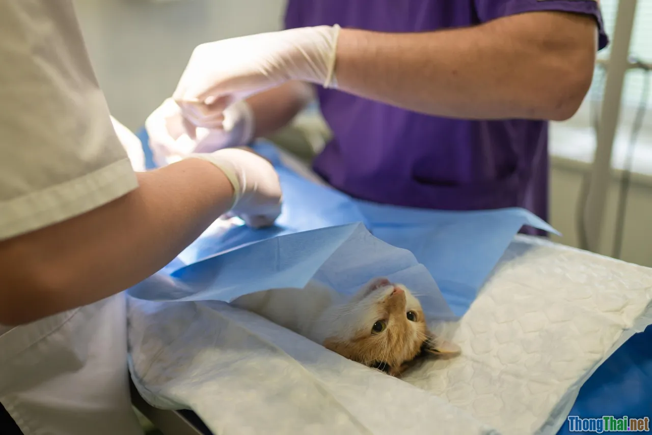 dog health risk, sick pet, veterinary hospital