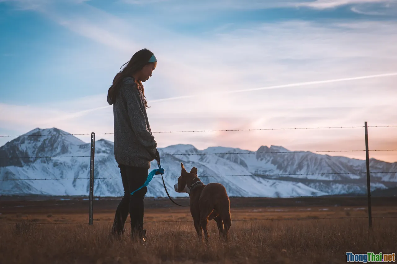 dog owner mistakes, leash pulling
