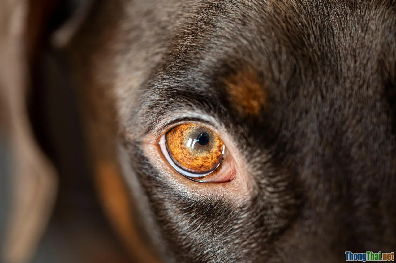 dog parasites, close-up, symptoms