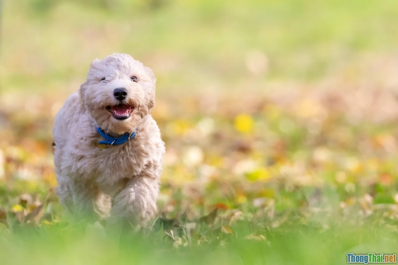 dog puzzle toy, homemade pet treats